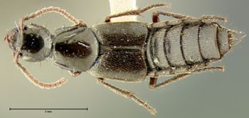 Media type: image;   Entomology 24104 Aspect: habitus dorsal view